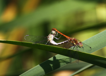 Gemeine Heidelibelle (Sympetrum vulgatum) - © Emanuel Trummer